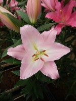 [5245 Jetaime No01.JPG]